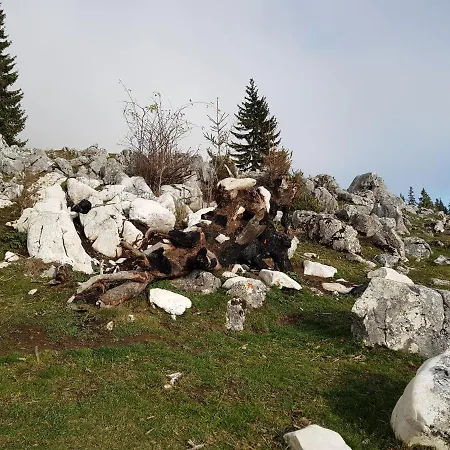 Pensiunea Casa Zarnesteana 3*