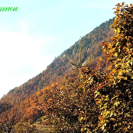 Affittacamere Pensiunea Casa Zarnesteana 3*